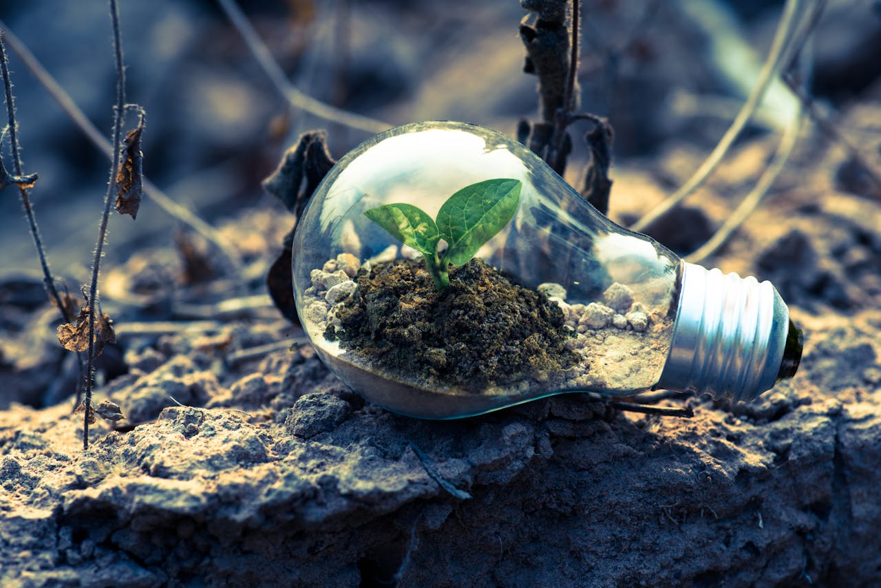 Green Bulb Terrarium.